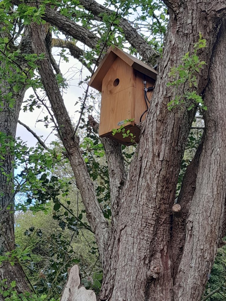Bird box in tree